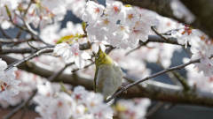 桜とメジロ